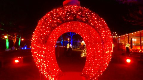 「花の島」として知られるドイツ南西部のマイナウ島でイルミネーション・ウォークを満喫！