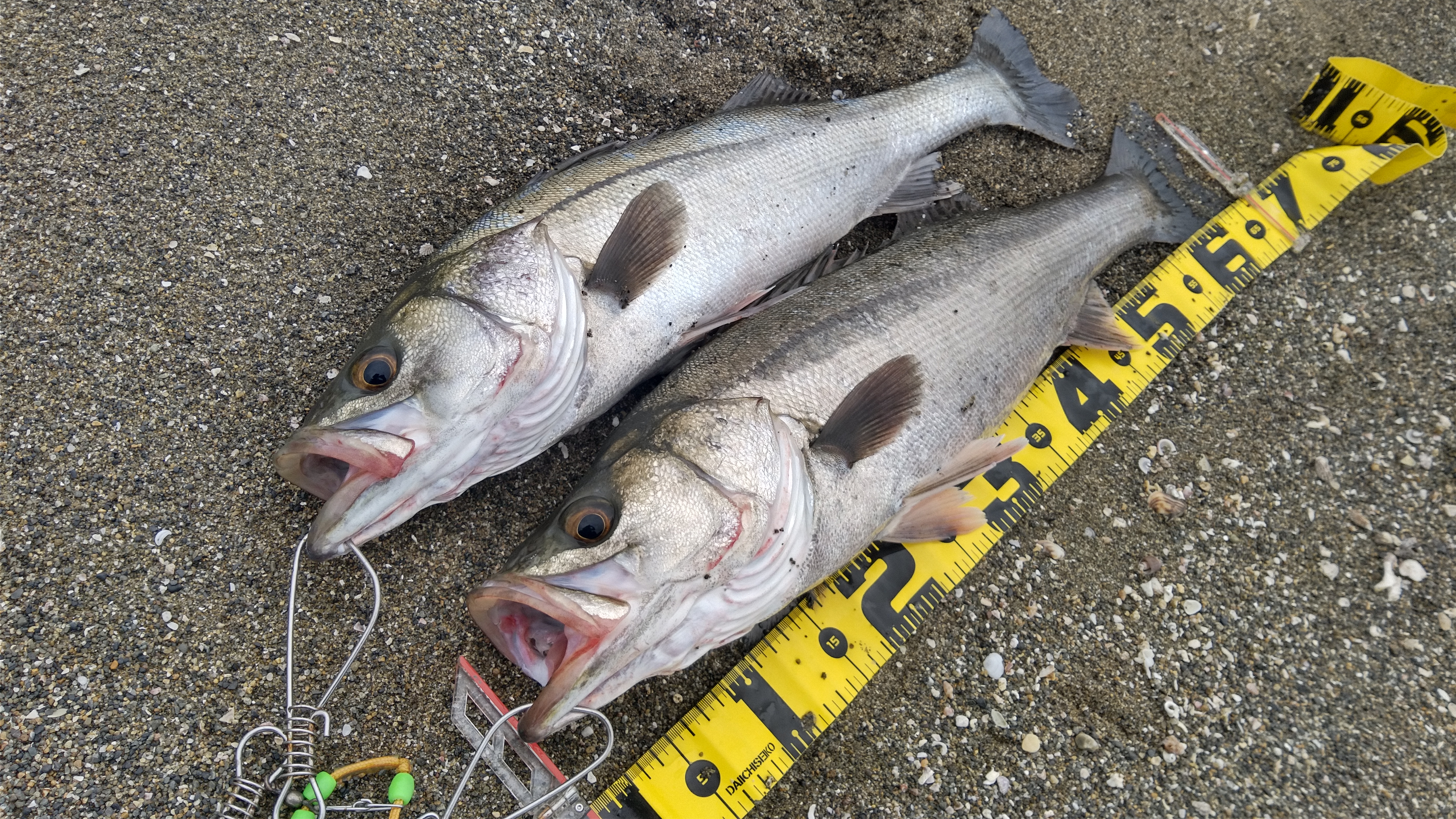 冬の産卵前が狙い目！ シーバス釣りの鍵となるポイントを解説