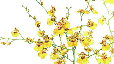 個性的すぎる花の世界！ オンシジュームを観察してみよう