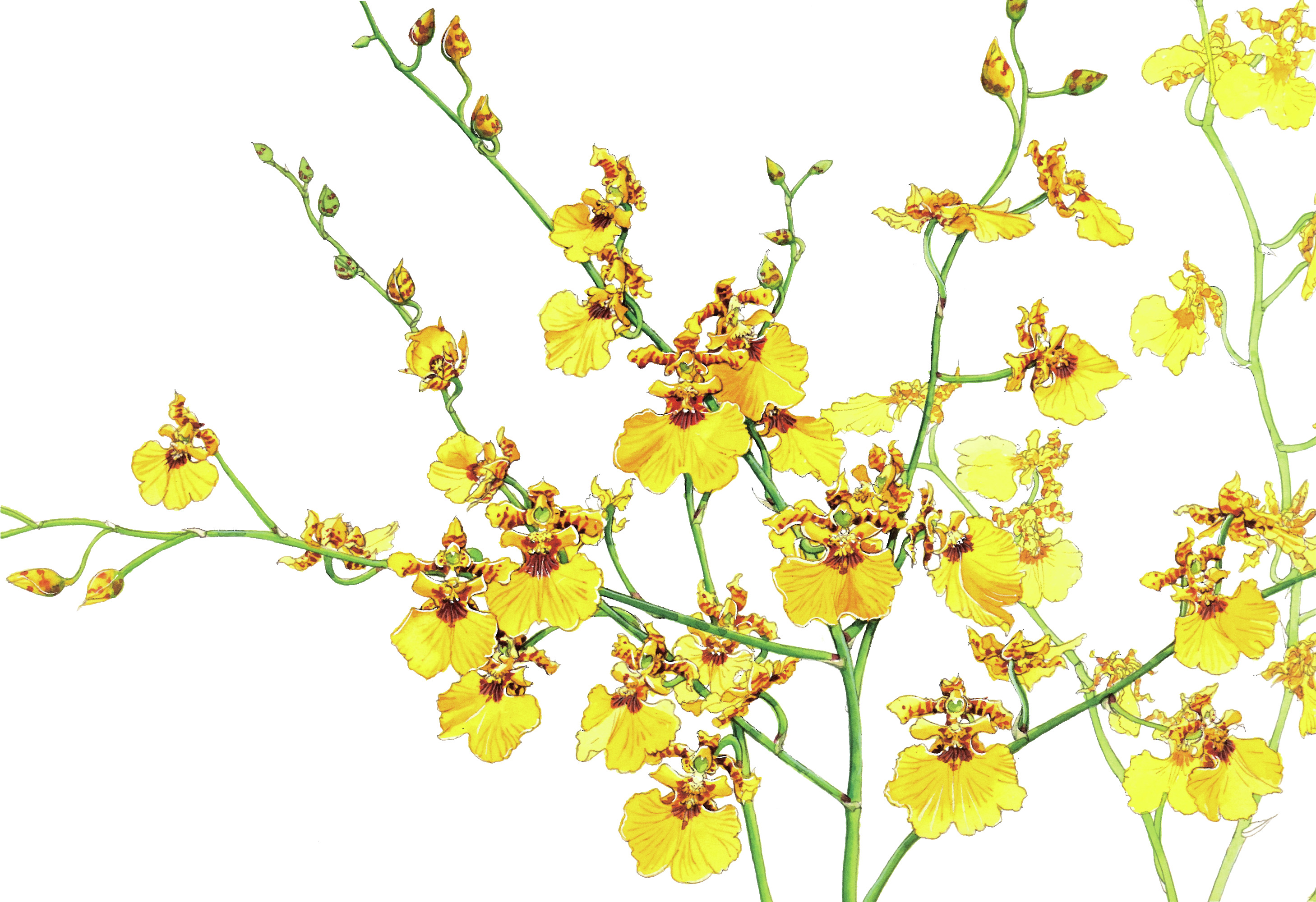 個性的すぎる花の世界！ オンシジュームを観察してみよう