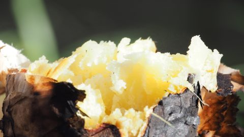 七輪でホクホク焼き芋を作ろう！七輪で美味しく焼くコツ教えます