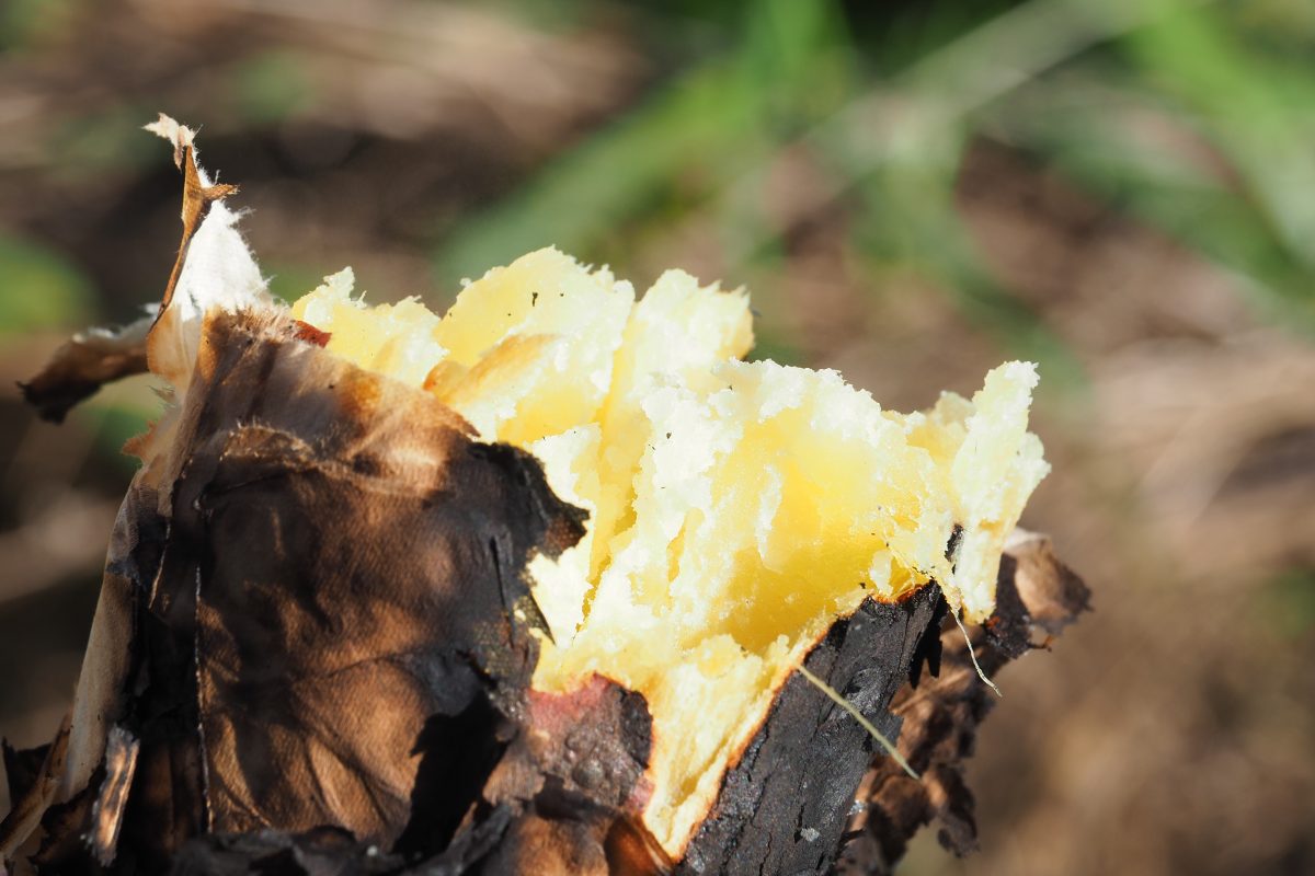 焼き芋。