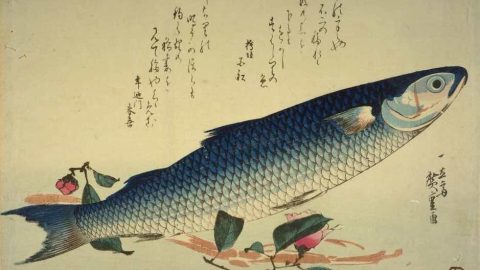 かつて日本中で獲られ、食されていたボラ。各地に残る漁法からボラを“食べる”歴史をひもとく