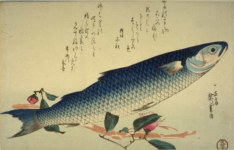 かつて日本中で獲られ、食されていたボラ。各地に残る漁法からボラを“食べる”歴史をひもとく