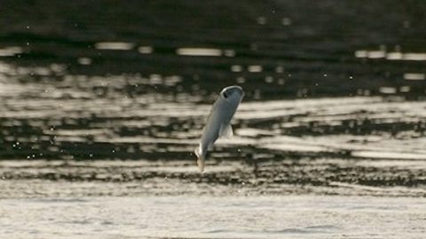 カラスミを珍重しつつボラを「くさい」魚にした現代人