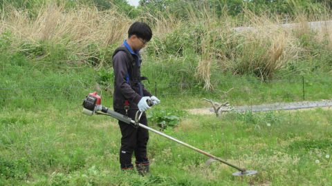 この雑草だけは見逃すな！ほっておくと厄介な雑草ワーストランキング10を発表～！
