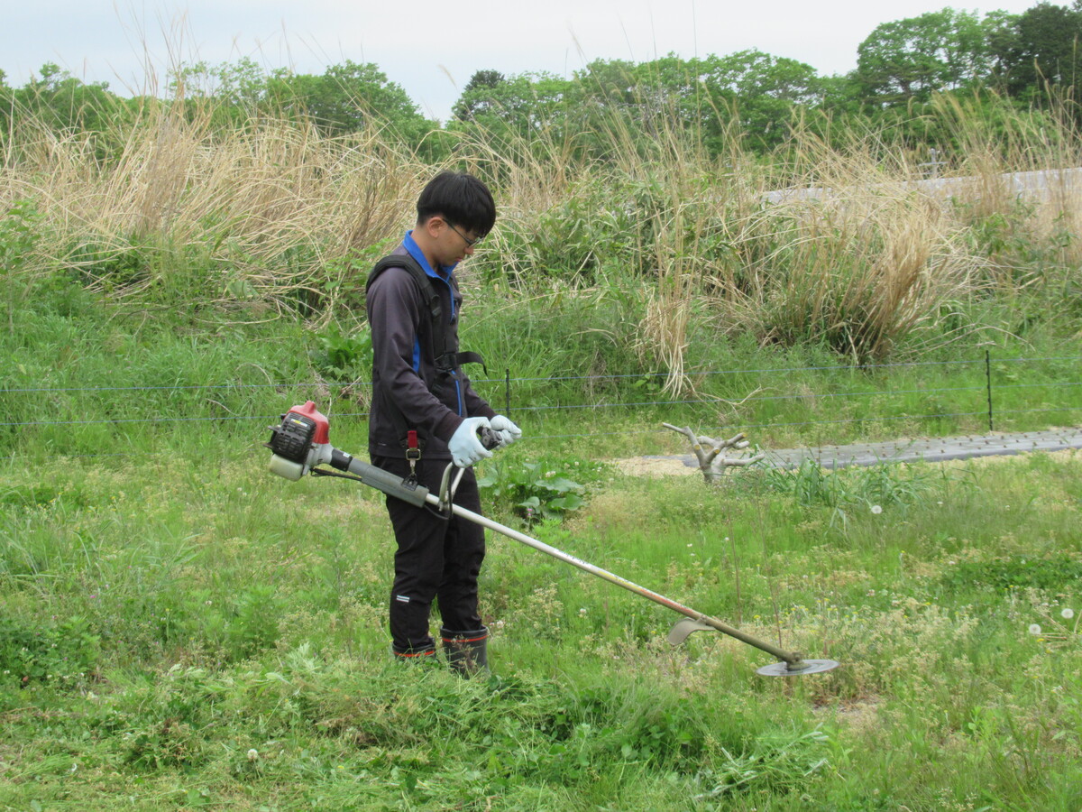 この雑草だけは見逃すな！ほっておくと厄介な雑草ワーストランキング10を発表～！