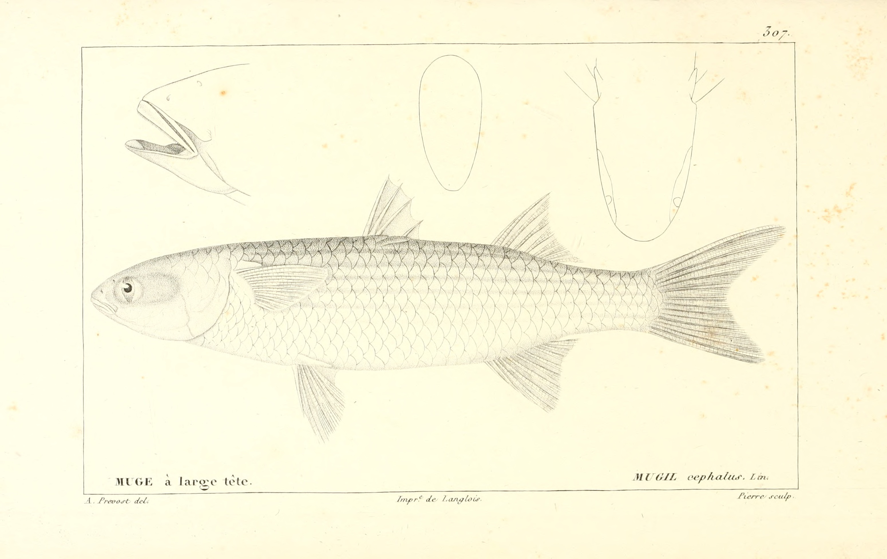 カラスミを珍重しつつボラを「くさい」魚にした現代人