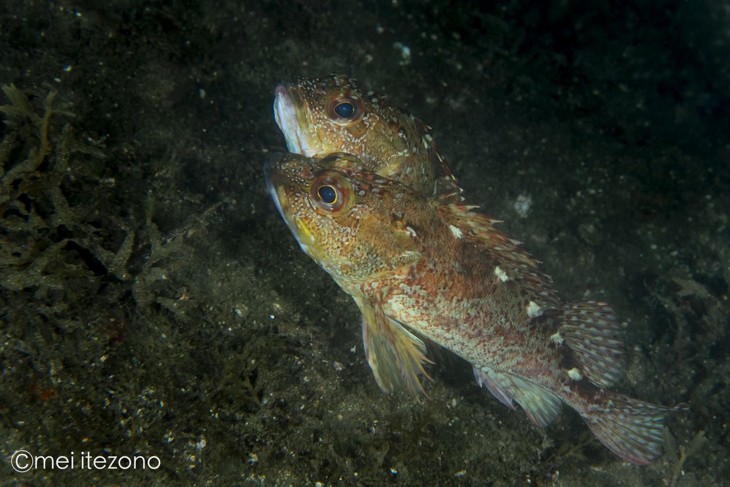 近くでじっと見つめるオスも!? 海で繰り広げられるカサゴの求愛を観察！