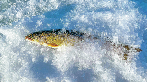 カナダの広大な湖で氷穴釣り！ 美しいレイク・トラウトとご対面