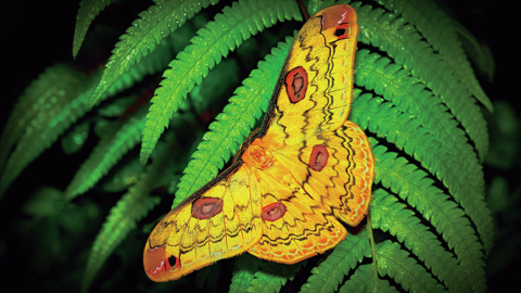 世界自然遺産登録5周年！ 奄美の森の生きものたち