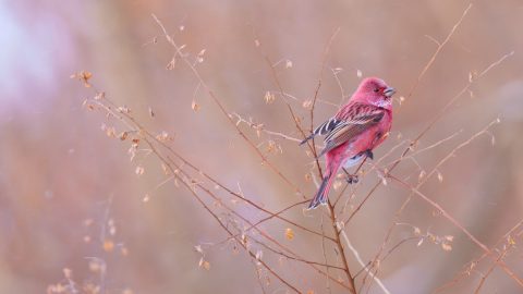 今年はオオマシコの当たり年！賑やかな冬鳥シーズンこそ赤い鳥に会いに行きたい！