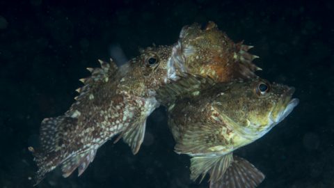 近くでじっと見つめるオスも!? 海で繰り広げられるカサゴの求愛を観察！