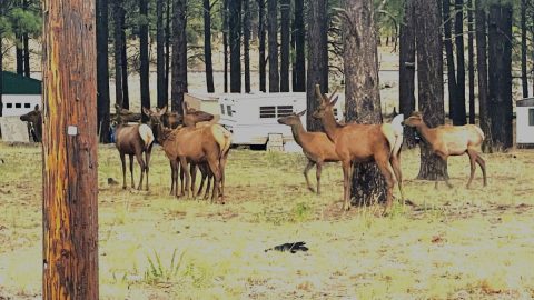 高地トレーニングと大自然のゲートシティ——アリゾナ州フラッグスタッフ【100周年を迎えるルート66の点と線・その6】