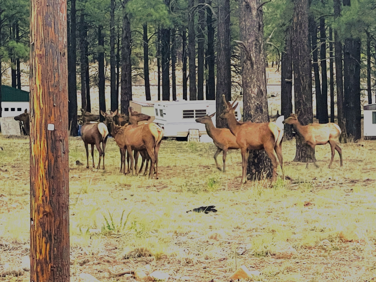 高地トレーニングと大自然のゲートシティ——アリゾナ州フラッグスタッフ【100周年を迎えるルート66の点と線・その6】