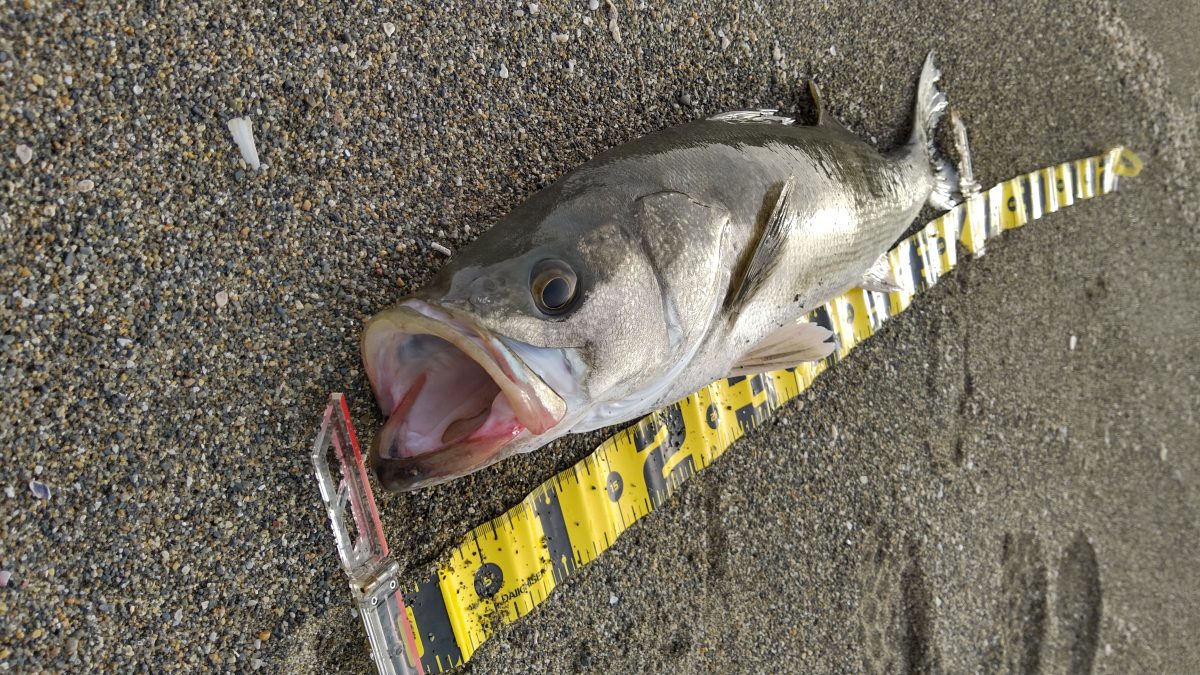 釣り人憧れのランカーサイズとは？「大物」の基準を釣りライターが解説するぞ！