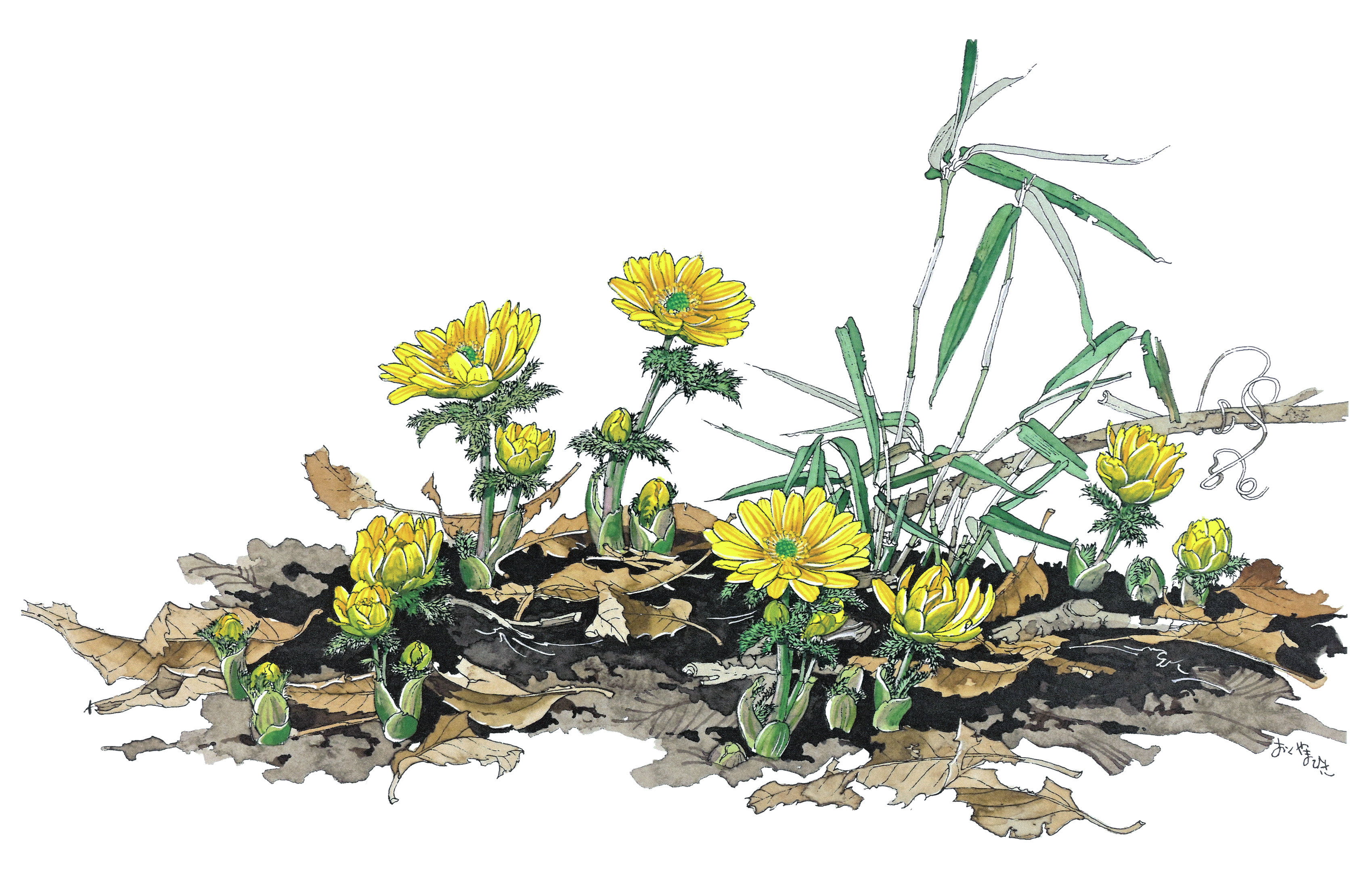 おめでたい花とされるフクジュソウはこれからが本番！