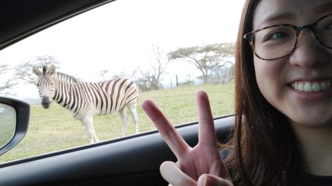 シマ模様はみんな同じ!? 絶滅危惧種もいるシマウマの見分け方とは？