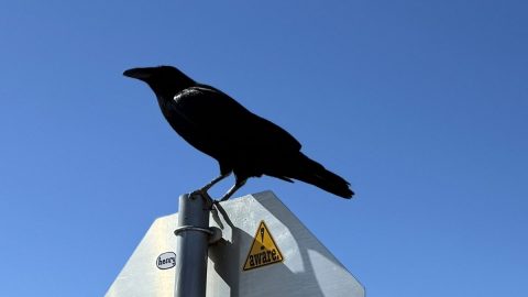 “黒い賢者”ワタリガラス。アメリカのアウトドア好きに親しまれる神話の鳥とは？