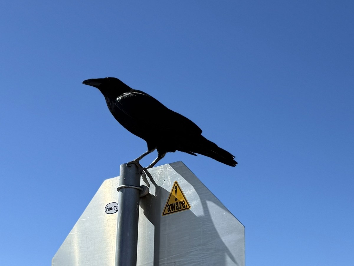 “黒い賢者”ワタリガラス。アメリカのアウトドア好きに親しまれる神話の鳥とは？