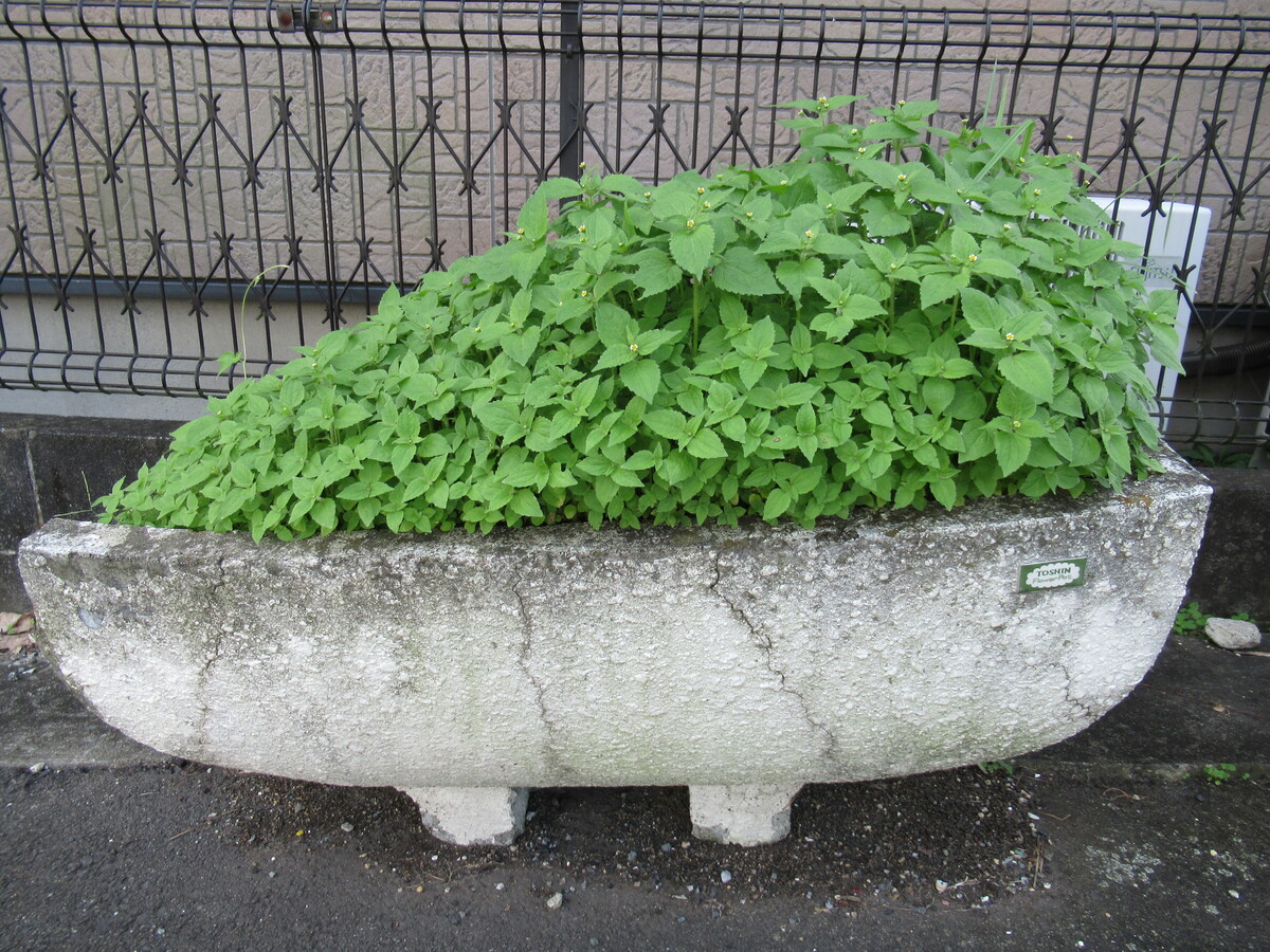 ドクター阿部イチオシ！知的好奇心をくすぐる雑草博士御用達の図鑑を紹介！