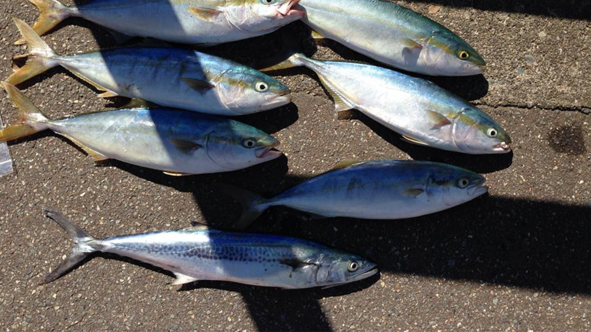 サゴシとイナダ