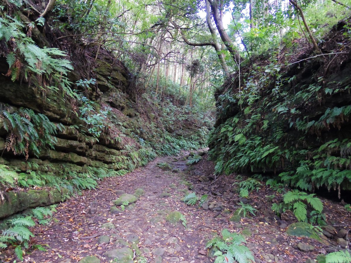 鎌倉のハイキング道