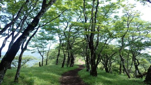 【関東近郊版】トレイルランニングのおすすめコース5選！