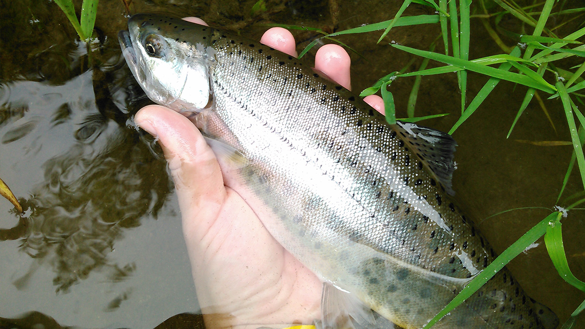 銀毛したヤマメ