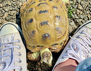 小品盆栽活、果実漬活、カメ活！BE-PAL編集部員の密かなソロ活