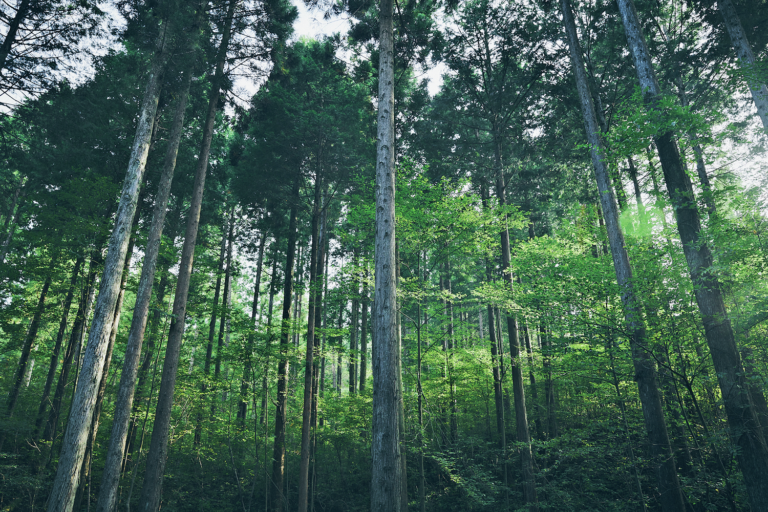 森の中の川でオオサンショウウオの生息も確認！日本有数の規模を誇る「アサヒの森」ってどんなところ？