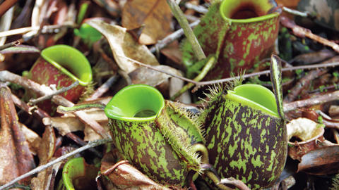 自然派ソロ活ニストが楽しむ、食の冒険4選