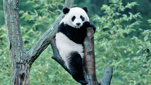 自然と生き物に魅せられる新作映画2選！ 劇場で感動体験しよう