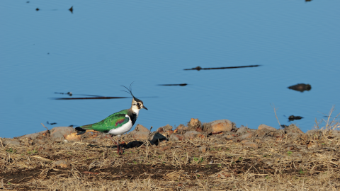 磯野貴理子さんが推す「鳥」3選！ ご本人撮影の写真とともに解説