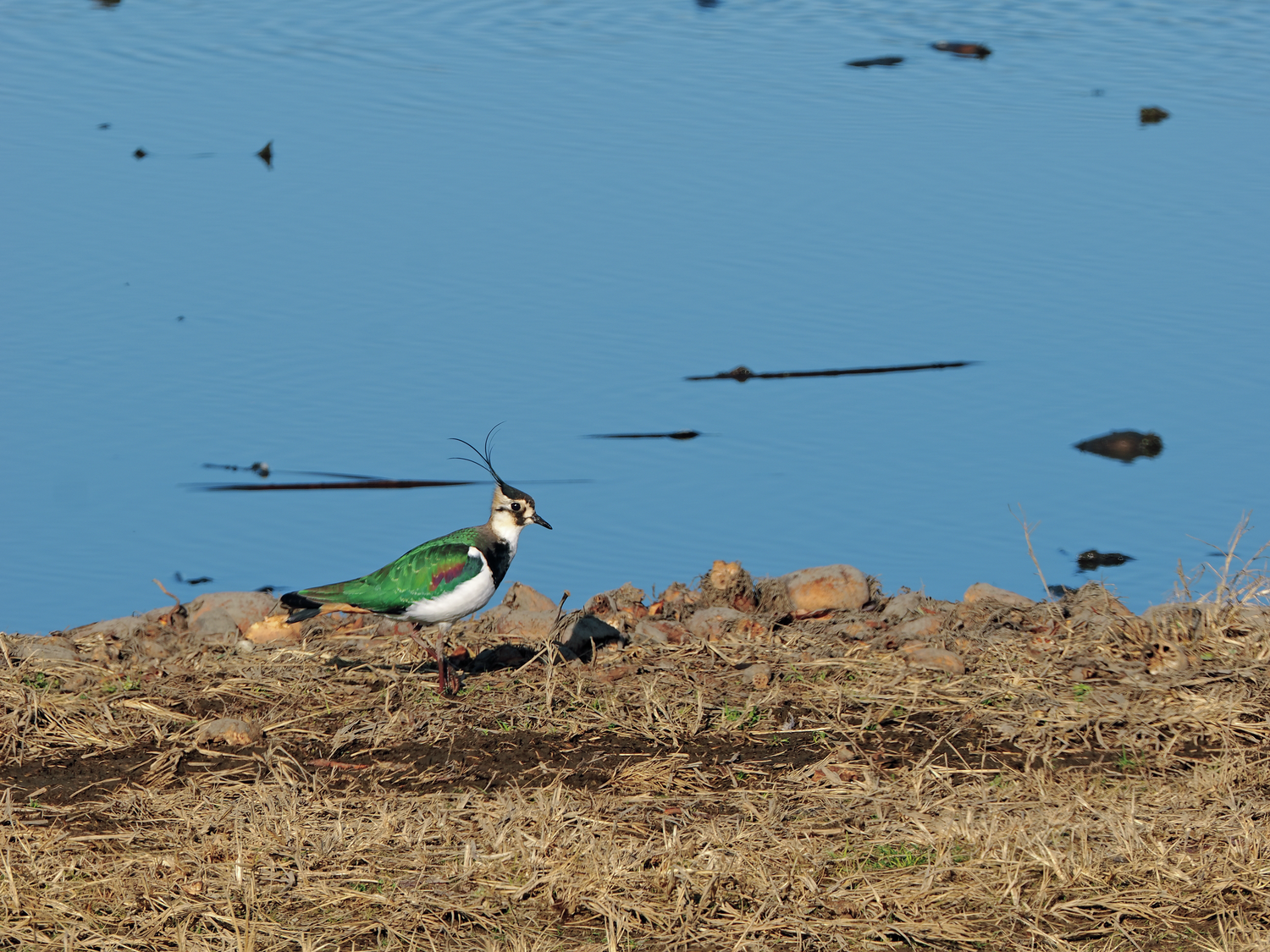 磯野貴理子さんが推す「鳥」3選！ ご本人撮影の写真とともに解説