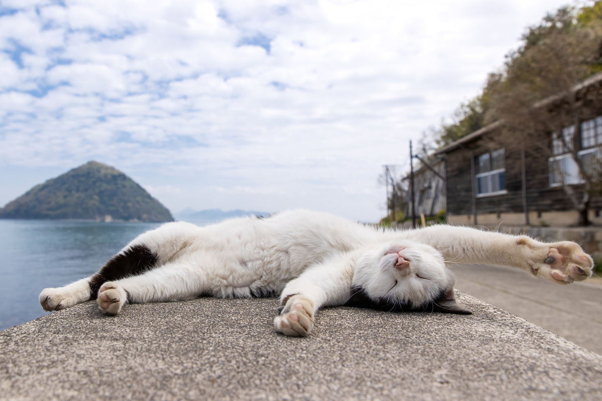【2月22日は猫の日】猫を撮るとヒトの心も読めるようになる？猫写真家・沖昌之さんの“かわいい猫”の撮り方