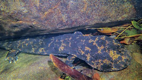 森の中の川でオオサンショウウオの生息も確認！日本有数の規模を誇る「アサヒの森」ってどんなところ？