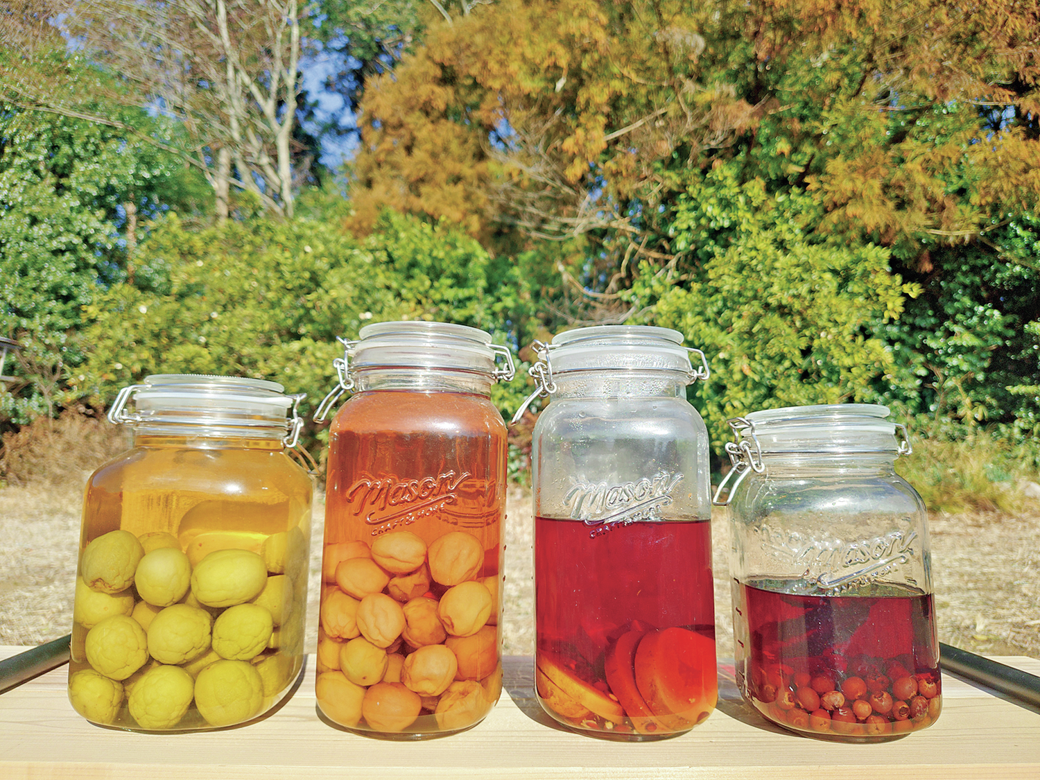 小品盆栽活、果実漬活、カメ活！BE-PAL編集部員の密かなソロ活