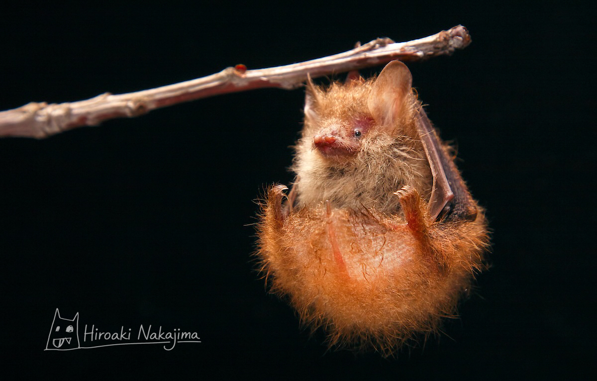 世界で1,500種も！動物の中でもっとも面白い、それがコウモリだ