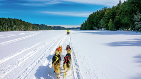 冬のカナダのオンタリオでは、カヌーのルートを犬ぞりで走るって知ってた？