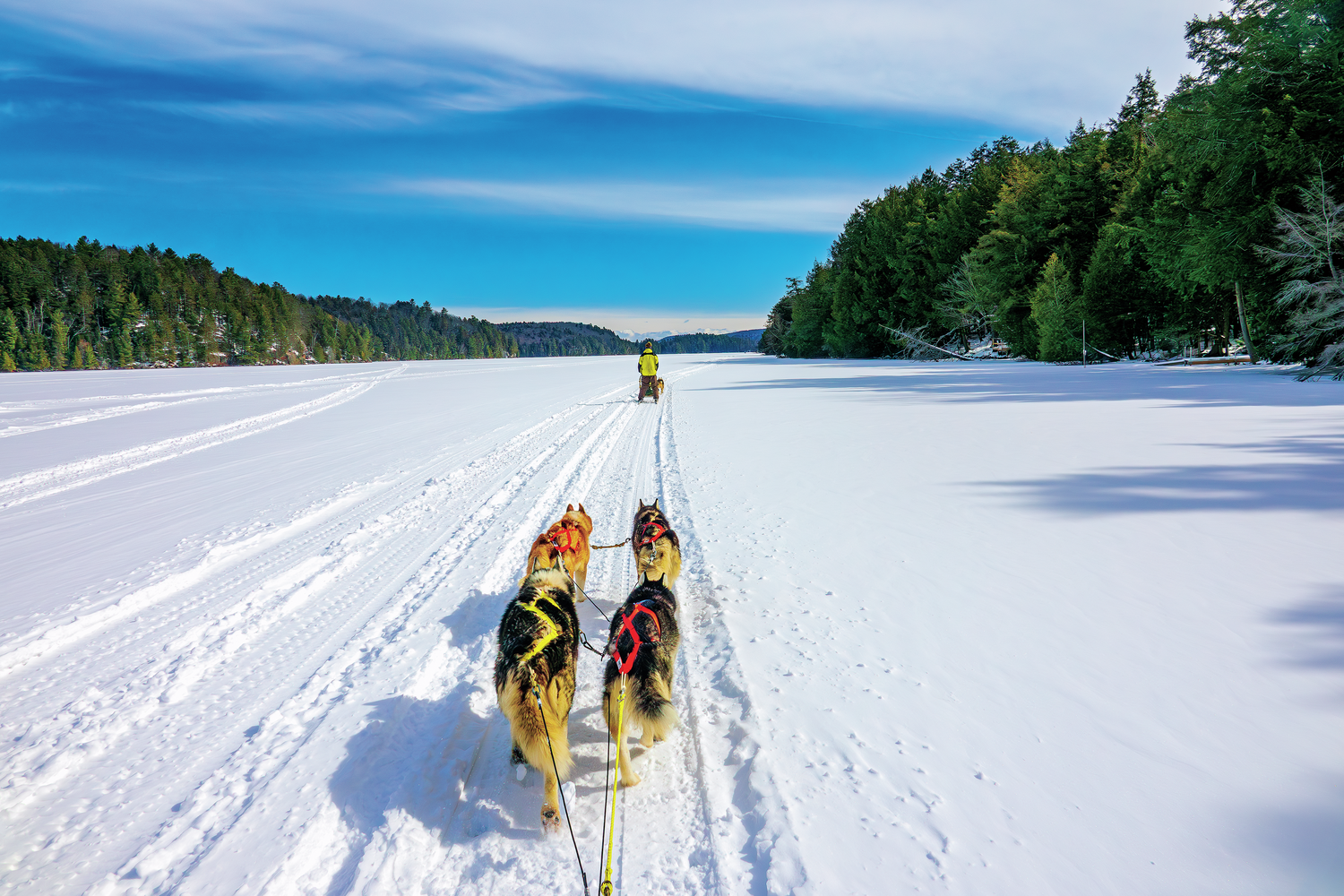 冬のカナダのオンタリオでは、カヌーのルートを犬ぞりで走るって知ってた？