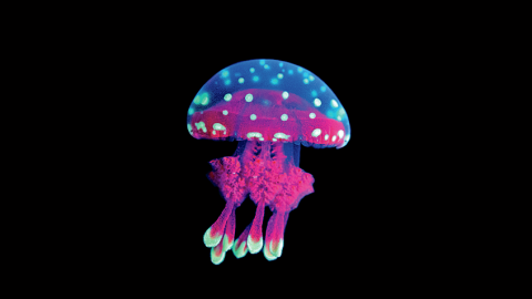 生物撮影ソロ活！ひとり研究室で自然界の不思議を追求するスペシャリストたちを紹介