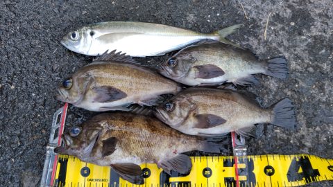 海釣りを始めるなら春からがベストって知ってた？ハイシーズンでの爆釣をめざしてトライ！