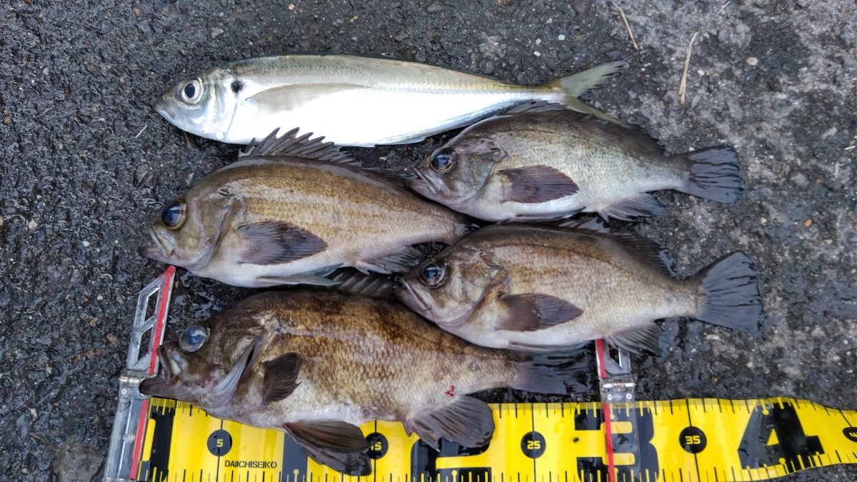 海釣りを始めるなら春からがベストって知ってた？ハイシーズンでの爆釣をめざしてトライ！