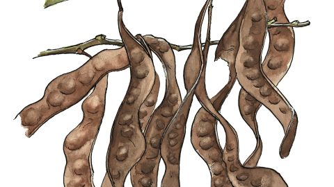 写真でナットク！ サカイチの樹皮につくトゲは見るからに恐ろしいっ……