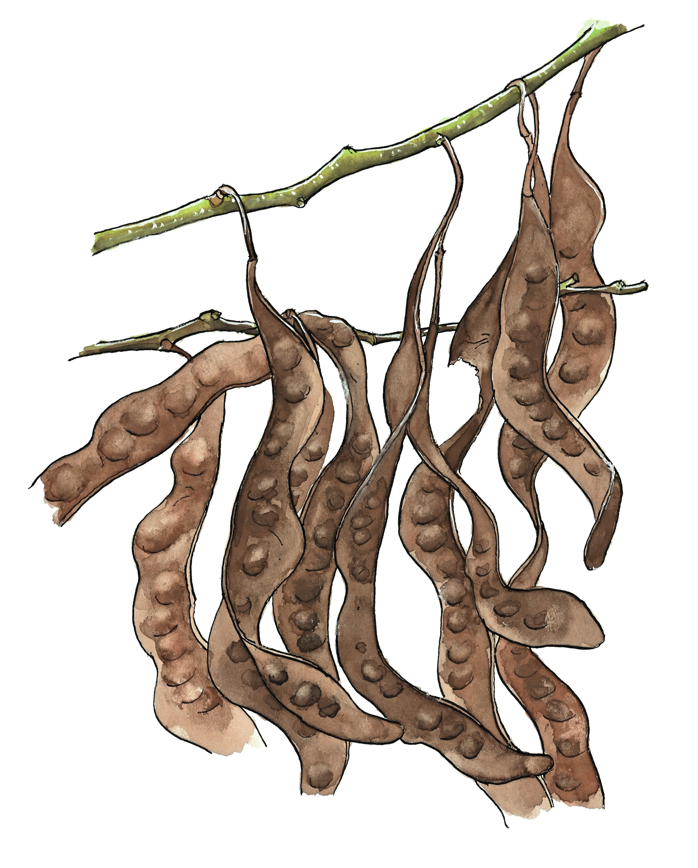 写真でナットク！ サカイチの樹皮につくトゲは見るからに恐ろしいっ……