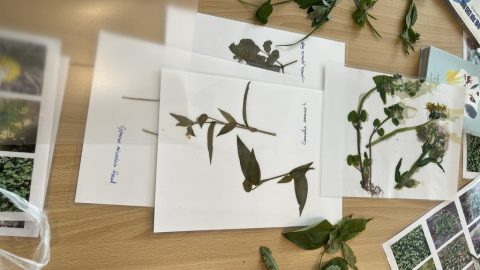 特徴を覚えるのにもオススメ！雑草ラミネート標本を作ってみよう