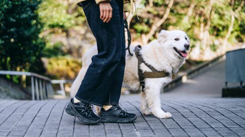 MERRELLの最新ハイキングシューズ「Yokota 3」は、トレイルも街歩きも超快適！