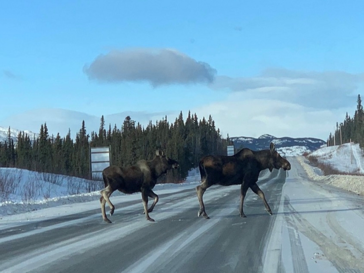 ユーコンの冬は超寒っ！ 家族で移住してわかった最適な装備とは