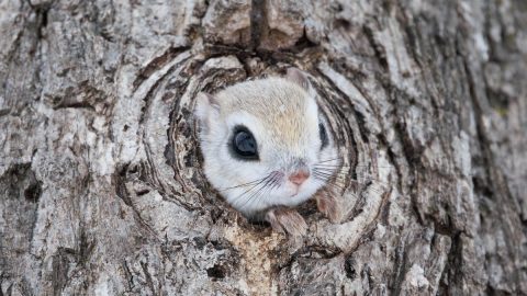 ユキホオジロ、エゾフクロウ、そしてエゾモモンガも！冬の北海道で初めての生き物たちと出会った